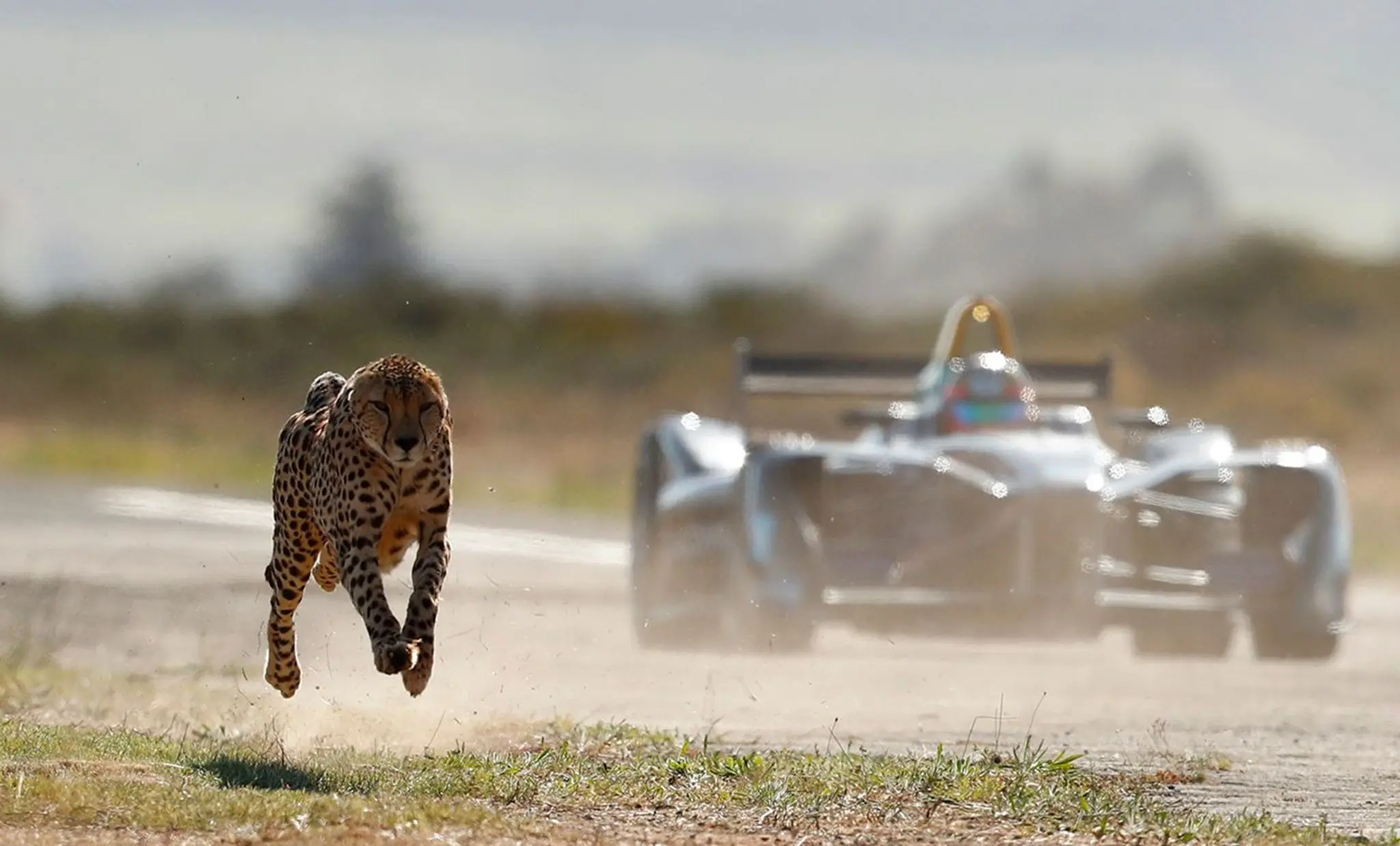 Season 4 history - formula e racing a cheetah