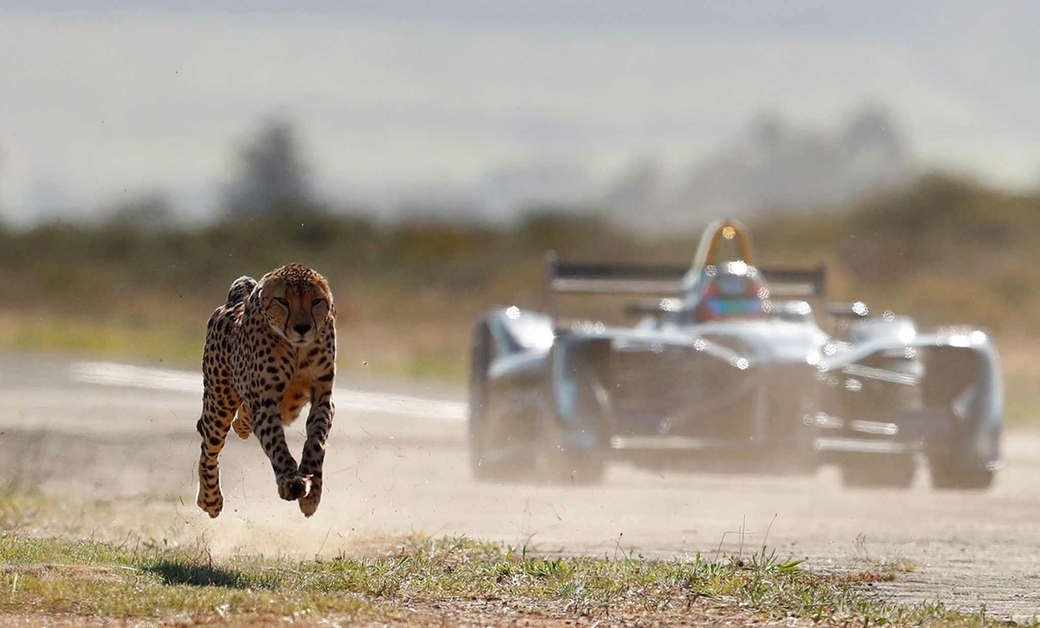 Video: which is quicker - Formula E car or cheetah?