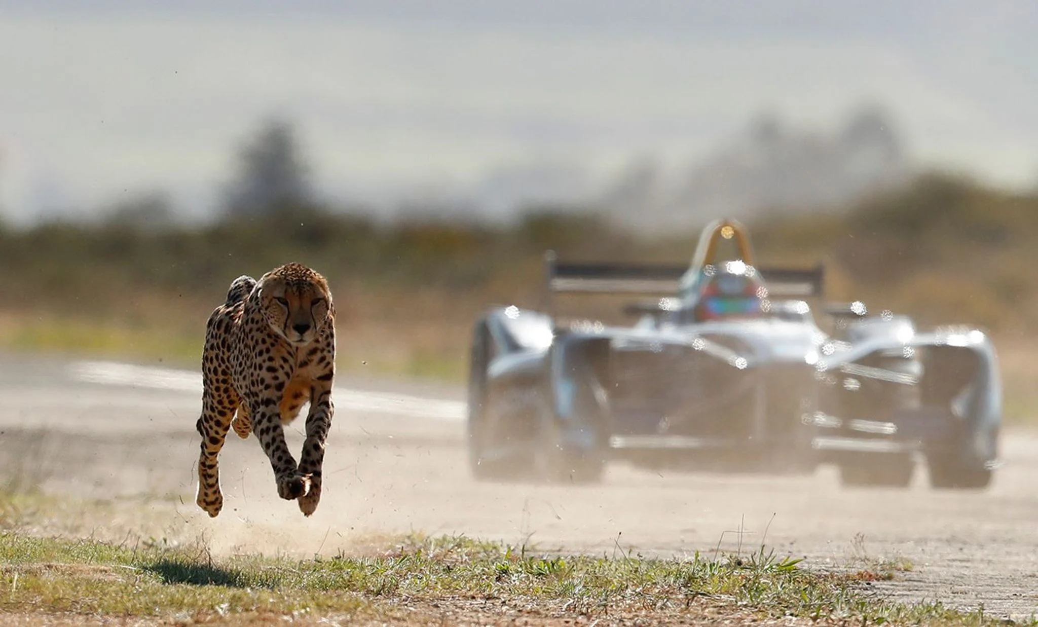 Video: which is quicker - Formula E car or cheetah?