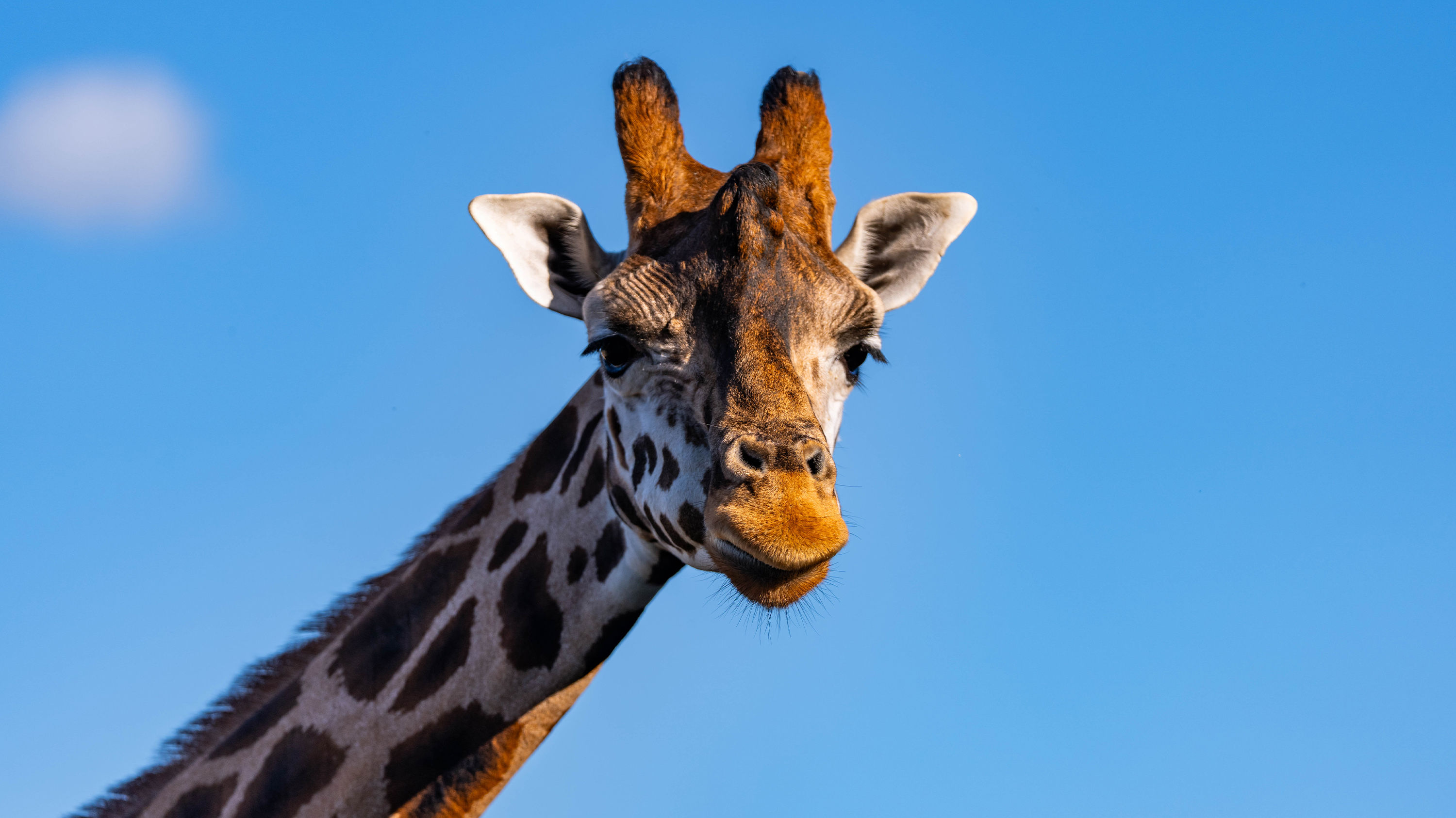 Giraffe Flamingo Land Oct 26 Staring at camera