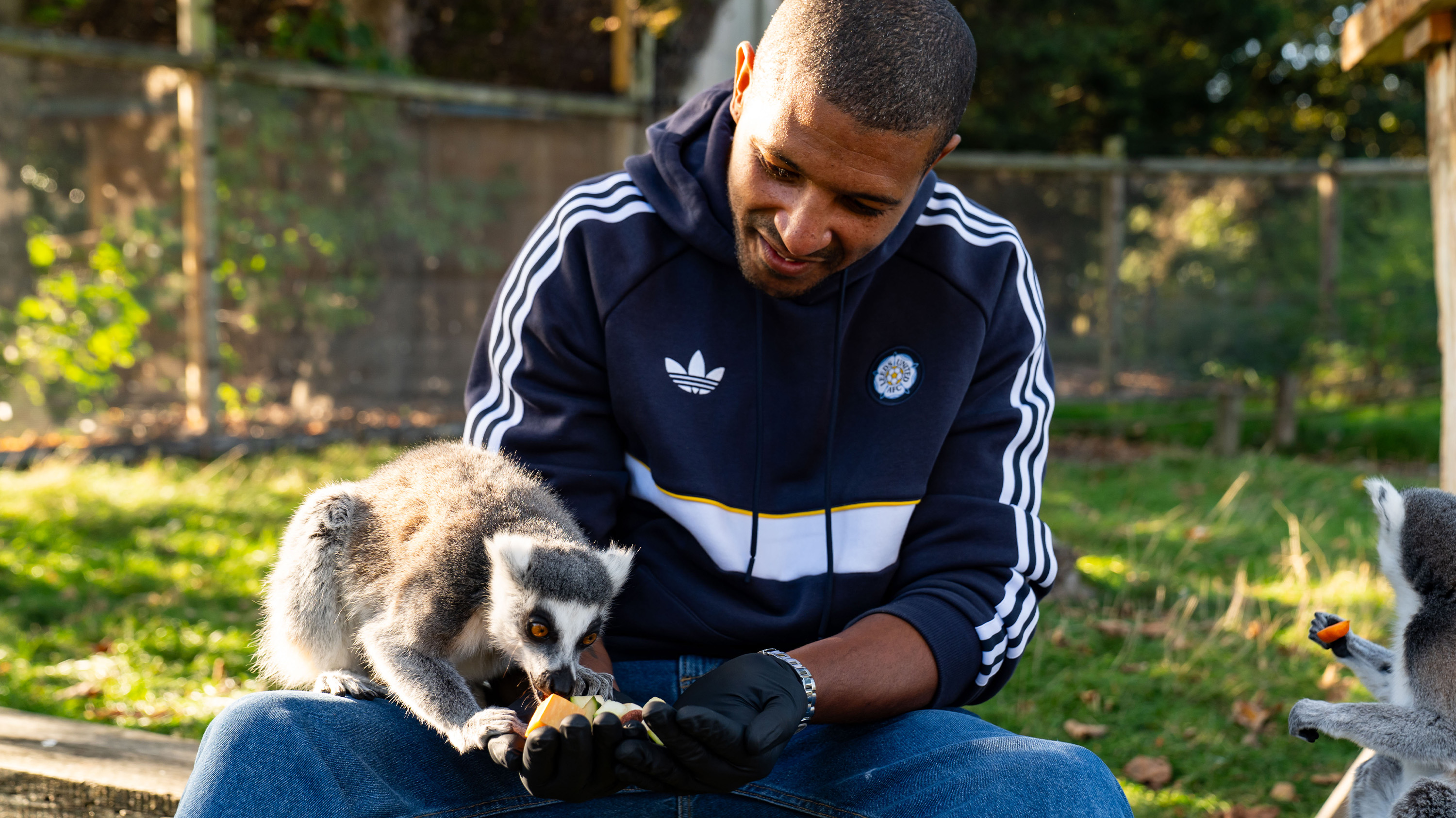 Jermaine Beckford Flamingo Land Oct 26 Feeding Lemur