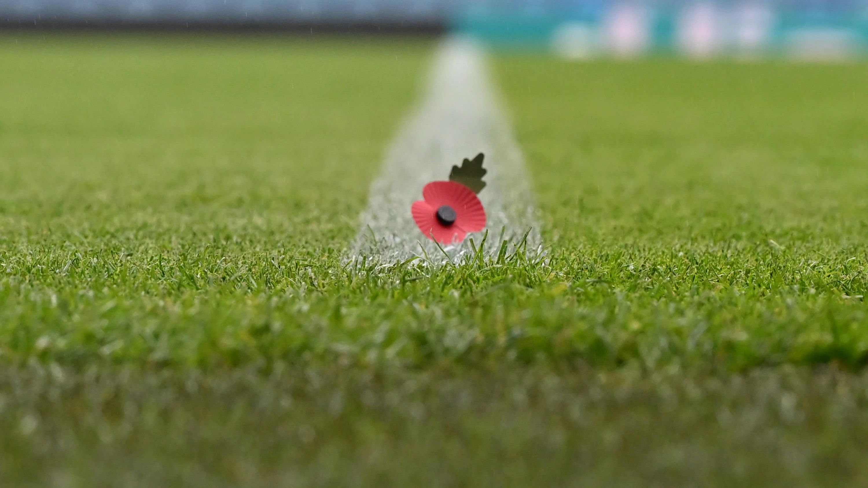 Poppy on pitch