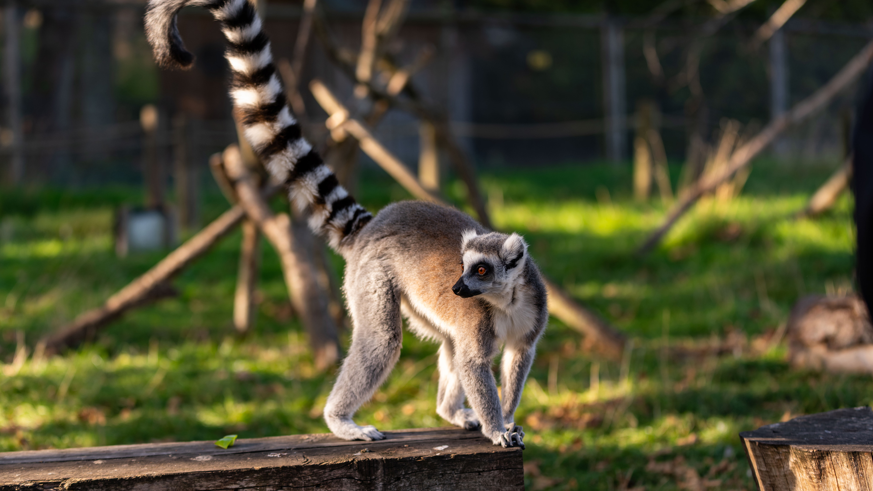 Lemur Flamingo Land Oct 26 Posing for camera